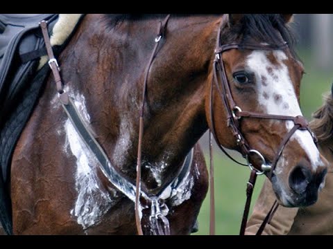 Restore SR Electrolyte for Horses