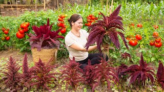 Harvest Red Amaranth In The Home Garden - Grow Plants And Take Care Of Animals Goess to market sell