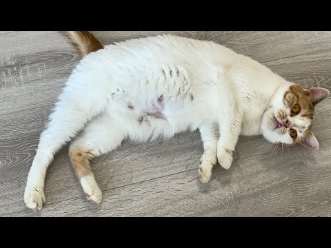 Kittens move in the belly of a pregnant cat. 4 days before giving birth ASMR