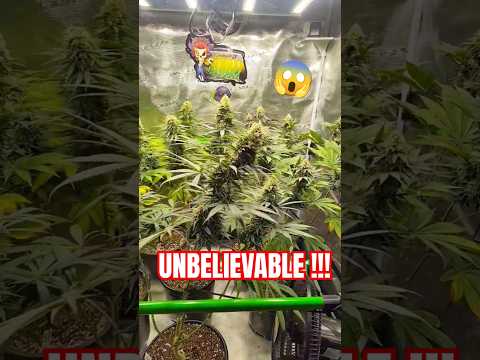 WORLD RECORD Cannabis 😱 5 Weeks Into Flower LED vs HPS! #cbd #ACINFINITY