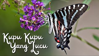 Download lagu KUPU-KUPU YANG LUCU | LAGU ANAK TERBARU mp3 Download lagu KUPU-KUPU YANG LUCU | LAGU ANAK TERBARU mp3