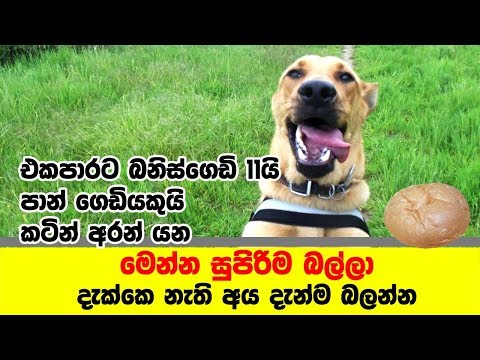 Funny Dog-Funny Dog compilation