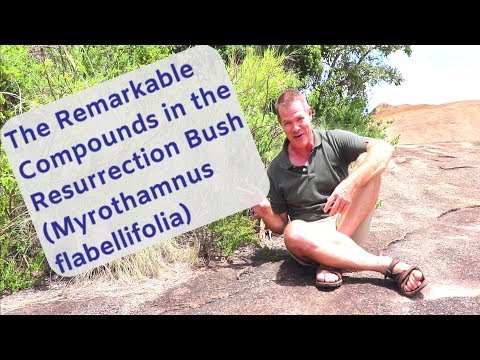 The Remarkable Compounds in the Resurrection Plant (Myrothamnus flabellifolia)