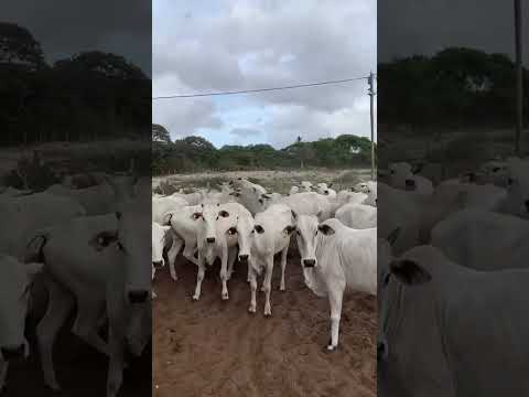42 Novilhas Nelores na Balança Viva a 10 reais em Pindoretama/ Ceará. Whatsapp 84 99810 2784*