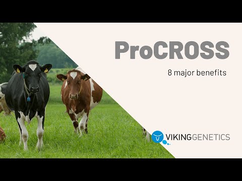Eight major benefits of ProCROSS crossbreeding