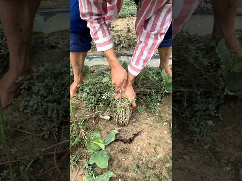 #shorts #agriculture #farming2024 #satisfying #machine #shot #EliteShortsUnleashed #5381