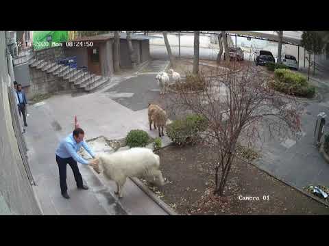 CCTVはトルコで動物が市役所を襲撃する様子を映し出しています。 (CCTV shows animals storming city hall in Turkey)