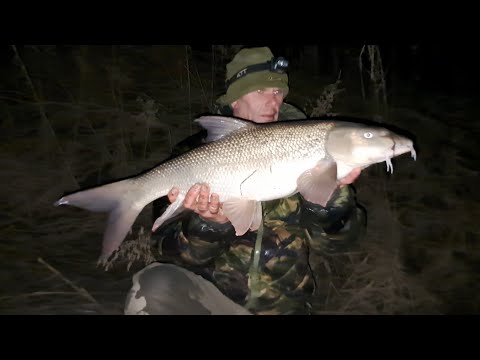 Boxing Day Double, Barbel Fishing, Yorkshire River Ouse, 2025.