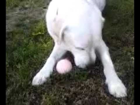 Boomer Eats His Frosty Paws