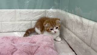 スコティッシュフォールドの動画01