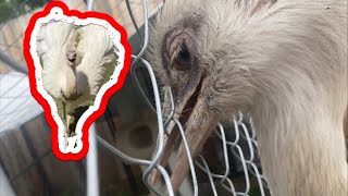 Kevin Goes to Rhea Jail (for Attacking Dababy)