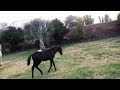 I Love Horse Discovery Documentary Horses