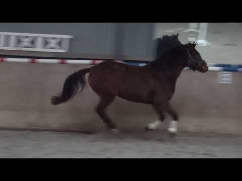 Quiran - Parco xx, holstein mare *2015 for sale