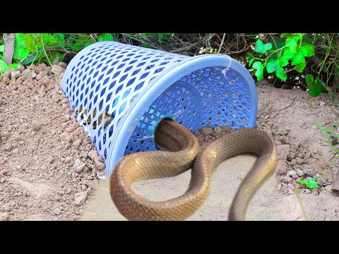 Easy Snake Trap - Creative DIY Snake Trap make from Blue Basket Work 100%
