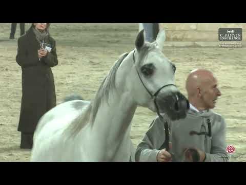 N 170 EL LA LINDA STC   ERAB Arabian Horse International Show 2024   Fillies 2 Years Old Class 5A