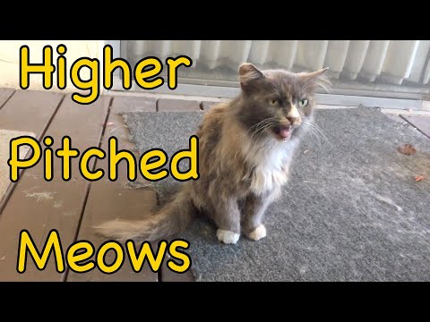 Taming a Feral 410: Higher Pitched Meows