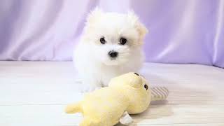 マルチーズの動画01