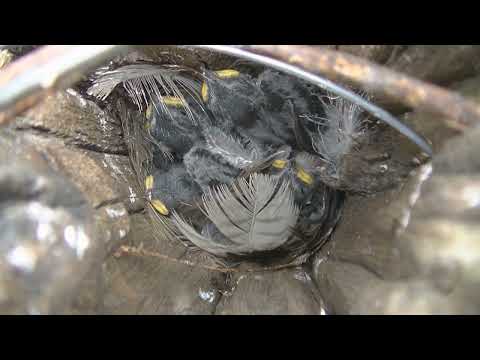 Golondrina ceja blanca Tachycineta leucorrhoa Santa Fe Argentina 2023