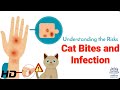 Risks Cat Bites And Infection What Happens If You Re Bitten