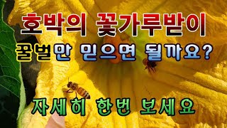 [텃밭농부. 1,114]  꿀벌을 100% 믿을 수 있을까요? 호박의 꽃가루받이 #호박재배