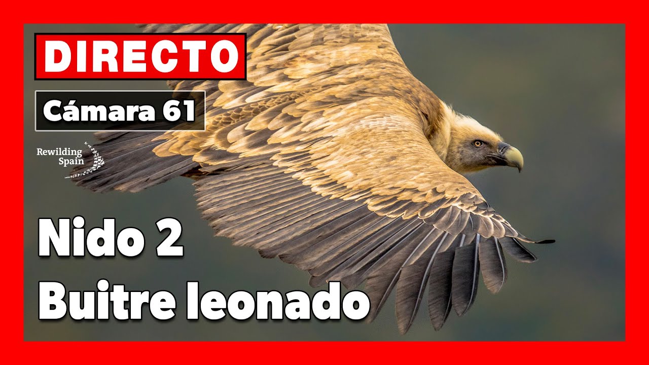 Live webcam view of Griffon Vulture Nest Live