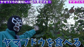 もぎたてフレッシュ！山ブドウを食べる！