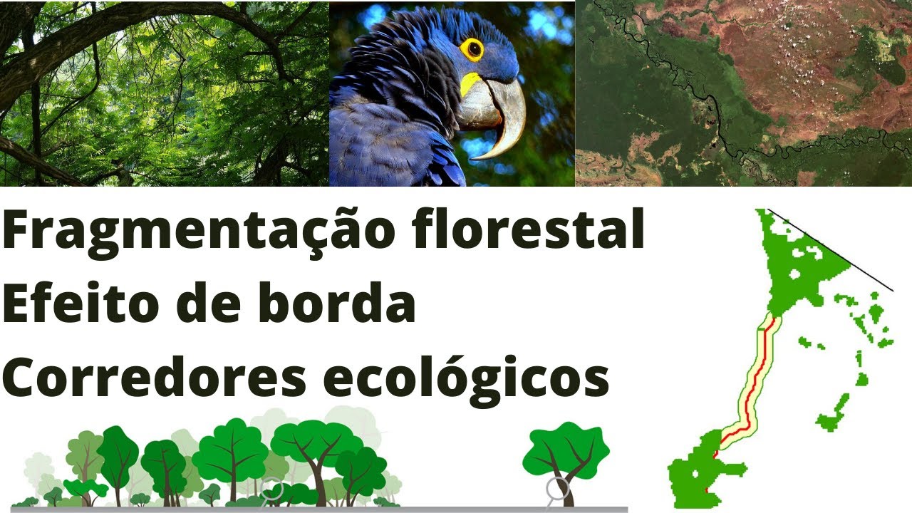 Fragmentação florestal, efeito de borda e corredores ecológicos