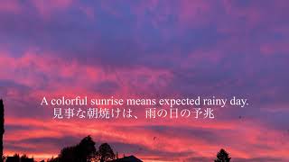 【Hana369】朝焼けの中でお散歩 / Morning Glow