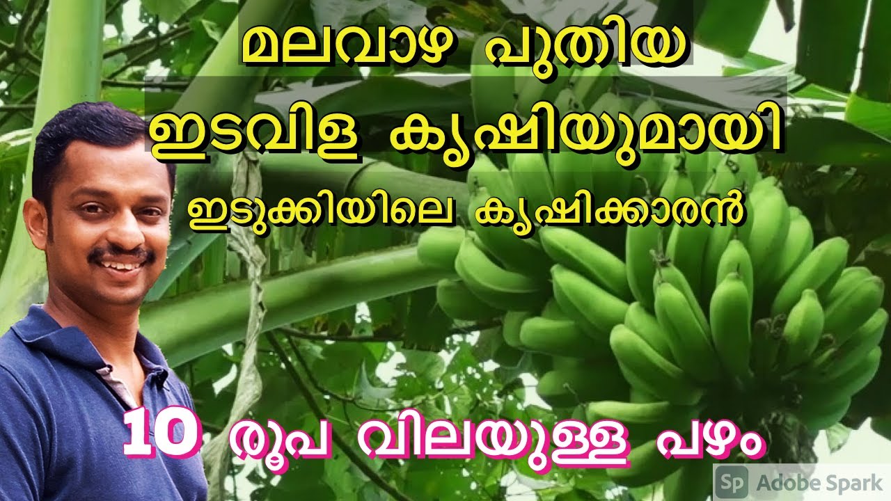 malavaza #മലവാഴ #malavaza cultivation #hill banana #malai vazhai malayalam #malaivazha #vazha krishi