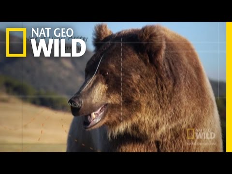 The Smell of Bear | Expedition Wild