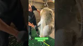 Download lagu potong bebek angsa [❌️] potong ayam kalkun [✅️] || masak besar 🤣🤣 mp3