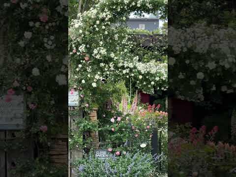 急成長する地被植物: 2023 年春のトップ 5!  庭園