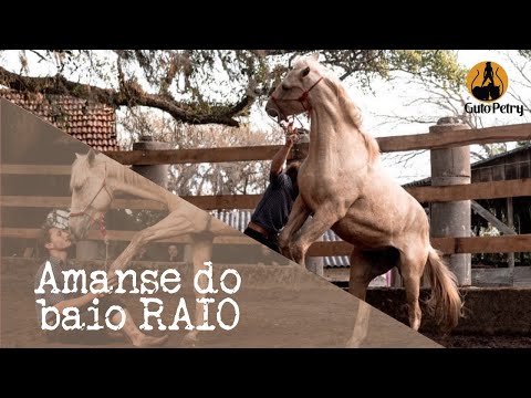 AMANSE ÍNDIO DO BAIO RAIO - GUTO PETRY