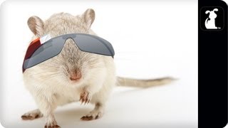 You know you want to see what it looks like inside the wheel.