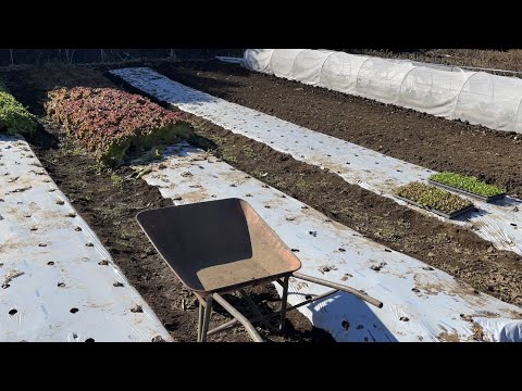 春になったら古いマルチを取り除いたほうがいいでしょうか？ 「はい」の場合、いつですか?  庭園