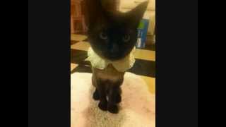 maya - alas i cannot swim - laura marling cover