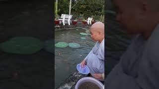 preview picture of video 'Nuôi cá ở Chùa Phổ Minh.'