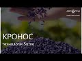 Насіння соняшнику Кронос Сумо