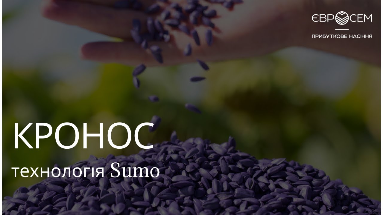 Насіння соняшнику Кронос Сумо