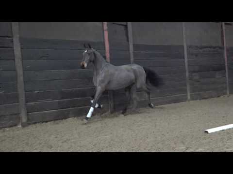 2014 mare Nixon (Nekton x Nimmerdor) X Indoctro