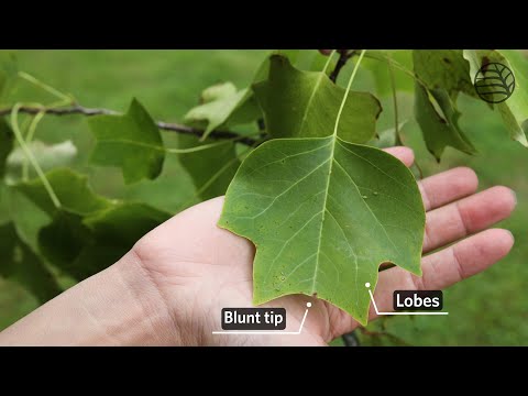 Tulip tree | Liriodendron tulipifera