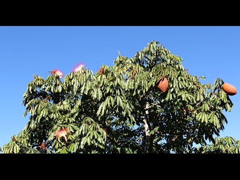 Pachira Aquatica (Money Tree)