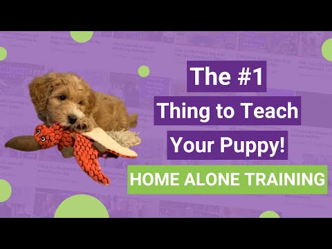The #1 Thing to Teach Your Puppy! Home Alone Training