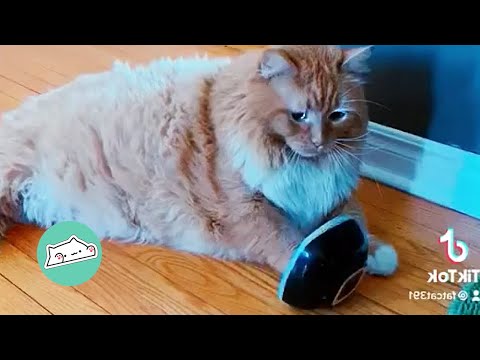 Drama Queen Rescue Cat Has Special Trick To Get Attention | Cuddle Cat
