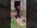 RED panda being scared of a rock~~ red panda vs rock😍❤ #4 😍😍😂 Funny Pets😂😂😂