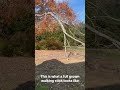 Trees that can walk