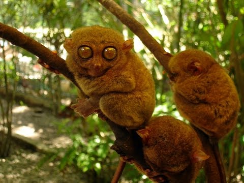 Tarsier: The Littlest Alien