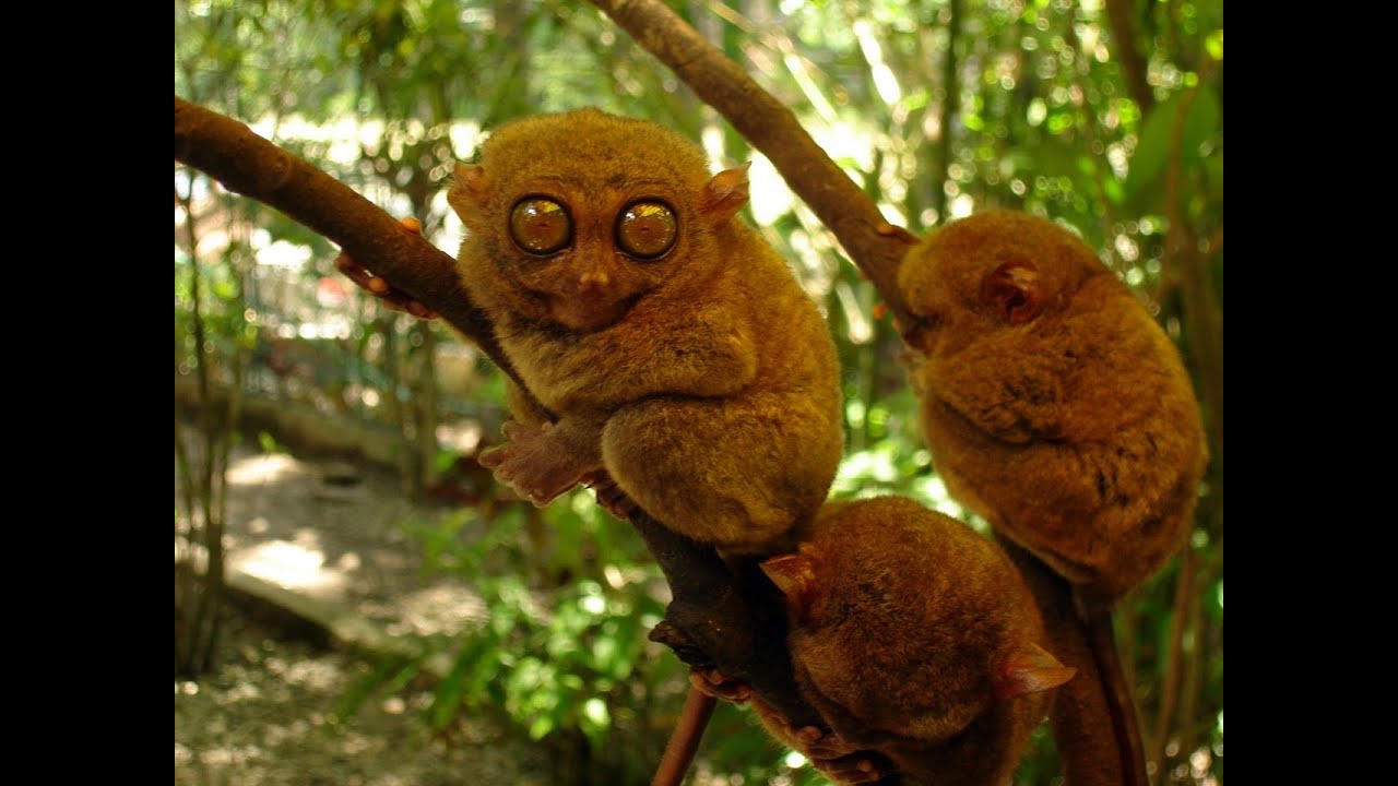 Tarsier: The Littlest Alien