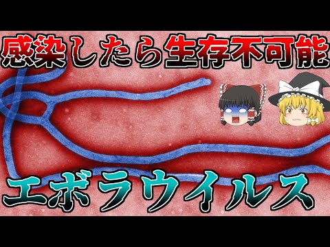 エボラ出血熱:遺伝子分析で起源が判明