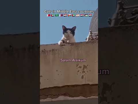 Salam Alaikum 😂 #funny #jokes #cats